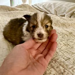 Minnie - Sable and white female Shetland Sheepdog puppy in Trenton, Michigan from Leigh Hi Shelties