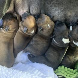 Staffordshire Bull Terrier Puppies from Breaking Bad Staffords