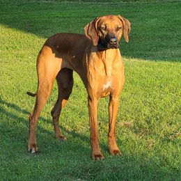 Rhodesian Ridgeback Puppies from Supernova Ridgebacks