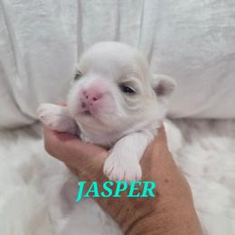 Jasper - Gold and white male Shih Tzu puppy in Molino, Florida from First Passion Shih Tzus