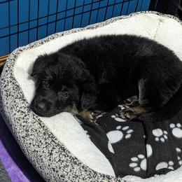 German Shepherd Puppies from Reign Land
