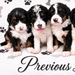 Bernedoodles and Goldendoodles from Falcon Ridge Doodles