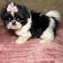 Shih Tzu Puppies from Spoiled ShihTzu LLC