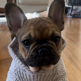 French Bulldog Puppies from MadCity Frenchies