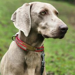 Weimaraner puppies from Willow Ridge Kennel