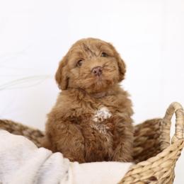 Glaze - male Australian Mountain Doodle puppy in Spanish Fork, Utah from Little Puppy Co.