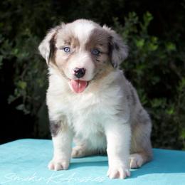 Coppertone - Blue merle female Australian Shepherd puppy in Grapeland, Texas from Smokin K Aussies