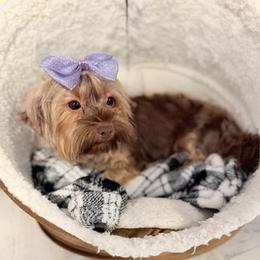 Lady - Yorkshire Terrier