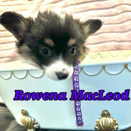 Rowena MacLeod (Fluffy) - Black and tan female Pembroke Welsh Corgi puppy in Olathe, Colorado from Rocking LJ Breeding