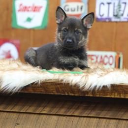 Green collar - Sable male German Shepherd puppy in Philippi, West Virginia from Vom Haus Highlands