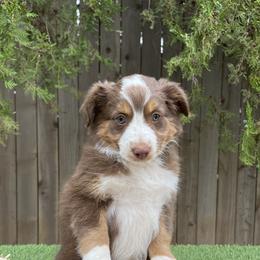 Mastiff and Miniature Australian Shepherd Puppies from Blackberry Cabin Farms
