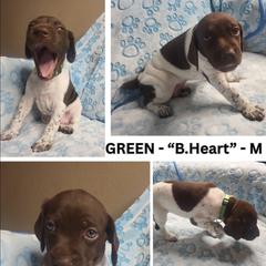GREEN- Brave Heart - White and liver male German Shorthaired Pointer puppy in Gilbert, Arizona from Stellar GSPs