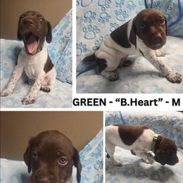 GREEN- Brave Heart - White and liver male German Shorthaired Pointer puppy in Gilbert, Arizona from Stellar GSPs