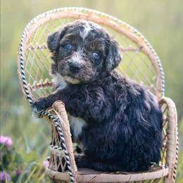 Caddie - male Australian Mountain Doodle puppy in Crete, Nebraska from Doodles & Co