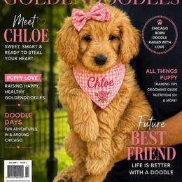 Pink - Cream female Goldendoodle puppy in Aurora, Illinois from Chicago Goldendoodles