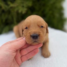 Green Boy - Dark golden male Golden Retriever puppy in Utah from Deseret Peak Goldens