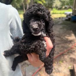 Kentucky - Parti male Poodle puppy in Florence County, South Carolina from Modern Family Standards