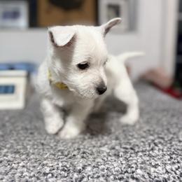 Angel - White female West Highland White Terrier puppy in North Muskegon, Michigan from Bountiful Westies of West Michigan
