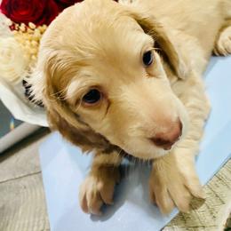 Nathan - Dapple male Dachshund puppy in Fontana, California from DOXI.E.
