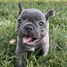 French Bulldogs from Stark's Frenchies