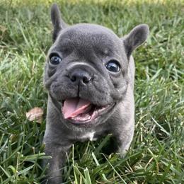 French Bulldogs from Stark's Frenchies