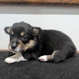 Sunny - Black and tan male Pembroke Welsh Corgi puppy in Brandon, Mississippi from Jenny May’s Corgis