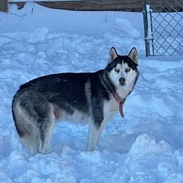 Siberian Huskies from Asere