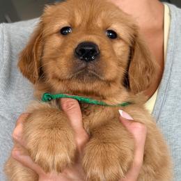 Lucky - Dark golden male Golden Retriever puppy in Rancho Cucamonga, California from Robinson Retrievers