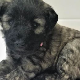 Girl 4 - Salt and pepper Miniature Schnauzer puppy in Kannapolis, North Carolina from Schnauzer Affinity