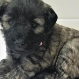 Girl 4 - Salt and pepper Miniature Schnauzer puppy in Kannapolis, North Carolina from Schnauzer Affinity