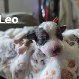 Leo - Blue merle male Bernedoodle puppy in Blackfoot, Idaho from Draper Mountain Doodles