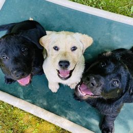 Labrador Retrievers from Clearmountain Retrievers