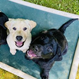 Labrador Retrievers from Clearmountain Retrievers
