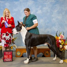 Latigo - Great Dane