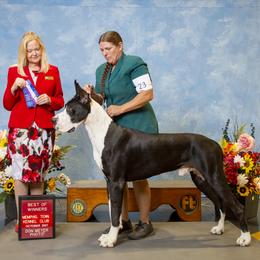 Latigo - Great Dane