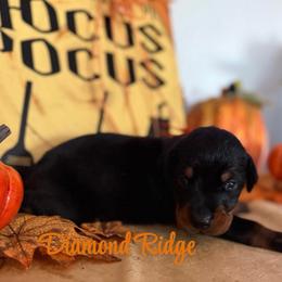 Orange collar - Black and rust male Doberman Pinscher puppy in Winamac, Indiana from DIAMOND RIDGE DOBERMANS