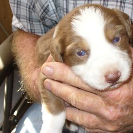 Australian Shepherds and Papillons from Otto’s Australian Shepherds and Papillons