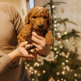 Goldendoodle Puppies from J + A Family Doodles