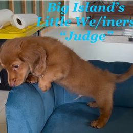 Dachshund Puppies from Michael Remen