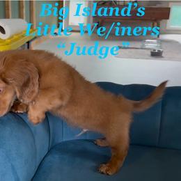 Dachshund Puppies from Michael Remen