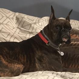Boxer All Grown Up from Good Breeders