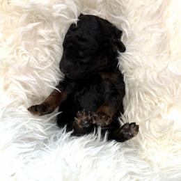Gristle - Phantom male Goldendoodle puppy in Spokane, Washington from Goldendoodles on the Prairie
