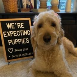 Brandy - Goldendoodle