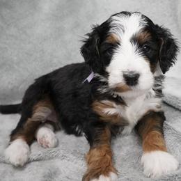 Lavender Collar 'Savannah' - Tri-color female Bernedoodle puppy in Mora, Minnesota from Knudsen Pups