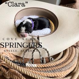Clara - Black white and tan female English Springer Spaniel puppy in Steele, Alabama from Cove Acres Springers