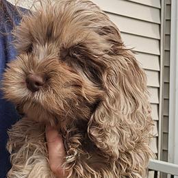Taffy - Merle female Cockapoo puppy in Maryland from Teddy Bear Cockapoos