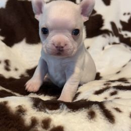 Boston Terrier and French Bulldog Puppies from Angie's Little Bostons And Frenchies