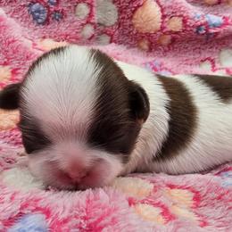 Lydia Girl 2 - Red and white female Shih Tzu puppy in Oakville, Washington from Garrard Creek Shih Tzus