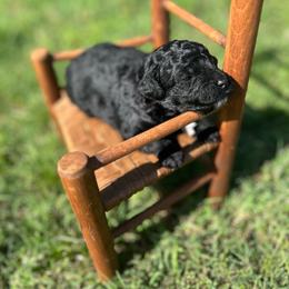 Iris - Black female Poodle puppy in Ardmore, Oklahoma from The Poodles of Green Acres