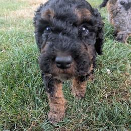 Luna - Black phantom female Aussiedoodle puppy in Yacolt, Washington from Aussiedoodles by Maggie